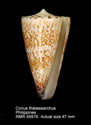 Conus thalassiarchus.jpg - Conus thalassiarchusG.B.Sowerby,1834